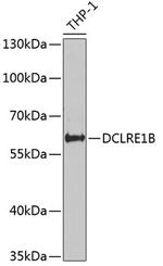 DCLRE1B Antibody in Western Blot (WB)