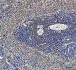 IL-10 Antibody in Immunohistochemistry (Paraffin) (IHC (P))