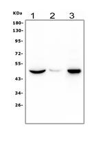 HRH3 Antibody in Western Blot (WB)