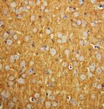 SNAP25 Antibody in Immunohistochemistry (Paraffin) (IHC (P))