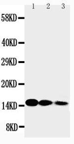 Mouse IL-3 Antibody in Western Blot (WB)