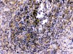 TLR7 Antibody in Immunohistochemistry (Paraffin) (IHC (P))