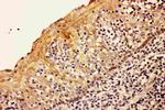 Caspase 8 p18 Antibody in Immunohistochemistry (Paraffin) (IHC (P))