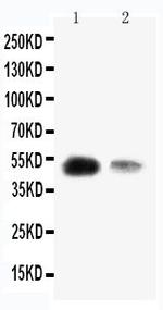 KLF8 Antibody in Western Blot (WB)