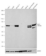 COX1 Antibody in Western Blot (WB)