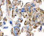 Cofilin Antibody in Immunohistochemistry (Frozen) (IHC (F))