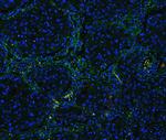 Collagen IV Antibody in Immunohistochemistry (Paraffin) (IHC (P))