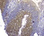 SQSTM1 Antibody in Immunohistochemistry (Paraffin) (IHC (P))