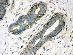 TGM2 Antibody in Immunohistochemistry (Paraffin) (IHC (P))