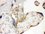 TLR7 Antibody in Immunohistochemistry (Frozen) (IHC (F))