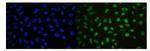 Ku70 Antibody in Immunocytochemistry (ICC/IF)