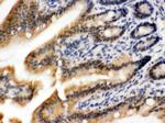 OGT Antibody in Immunohistochemistry (Paraffin) (IHC (P))