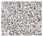 OGT Antibody in Immunohistochemistry (Paraffin) (IHC (P))