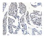 OGT Antibody in Immunohistochemistry (Paraffin) (IHC (P))