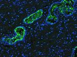 Lactoferrin Antibody in Immunohistochemistry (Paraffin) (IHC (P))