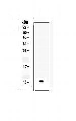 CCL6 Antibody in Western Blot (WB)