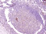 CD1b Antibody in Immunohistochemistry (Paraffin) (IHC (P))