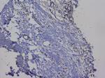 NRF1 Antibody in Immunohistochemistry (Paraffin) (IHC (P))