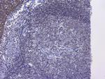 NRF1 Antibody in Immunohistochemistry (Paraffin) (IHC (P))