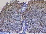 NRF1 Antibody in Immunohistochemistry (Paraffin) (IHC (P))