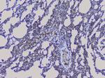 NRF1 Antibody in Immunohistochemistry (Paraffin) (IHC (P))