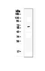 CD137 Antibody in Western Blot (WB)