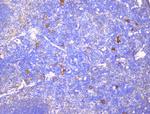 CD229 Antibody in Immunohistochemistry (Paraffin) (IHC (P))