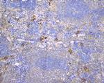 CD229 Antibody in Immunohistochemistry (Paraffin) (IHC (P))