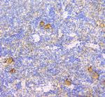 CD229 Antibody in Immunohistochemistry (Paraffin) (IHC (P))