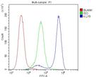 CD229 Antibody in Flow Cytometry (Flow)