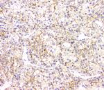 AKR1D1 Antibody in Immunohistochemistry (Paraffin) (IHC (P))