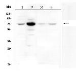 WEE1 Antibody in Western Blot (WB)