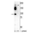 Phospho-CtIP (Ser326) Antibody in Western Blot (WB)
