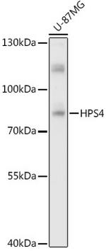 HPS4 Antibody in Western Blot (WB)