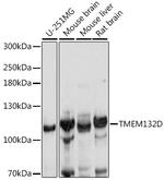 TMEM132D Antibody in Western Blot (WB)