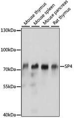 SP4 Antibody in Western Blot (WB)