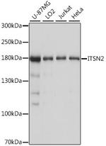 ITSN2 Antibody in Western Blot (WB)