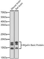 MBP Antibody in Western Blot (WB)