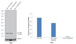 PYCARD Antibody