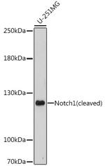 NOTCH1 Antibody in Western Blot (WB)