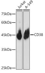 CD38 Antibody in Western Blot (WB)