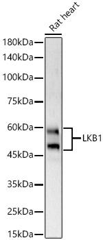 LKB1 Antibody in Western Blot (WB)