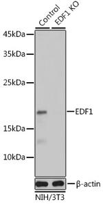 EDF1 Antibody in Western Blot (WB)