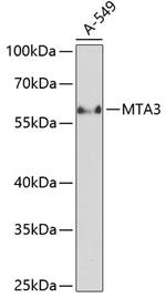 MTA3 Antibody in Western Blot (WB)