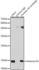 Histone H3.1t Antibody in Immunoprecipitation (IP)