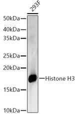 Histone H3.1t Antibody in Western Blot (WB)