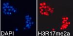 H3R17me2a Antibody in Immunocytochemistry (ICC/IF)