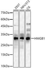 HMGB1 Antibody in Western Blot (WB)