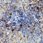 Granzyme B Antibody in Immunohistochemistry (Paraffin) (IHC (P))