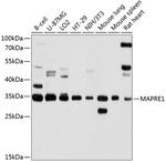 EB1 Antibody in Western Blot (WB)